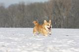CORGI PEMBROKE 923
